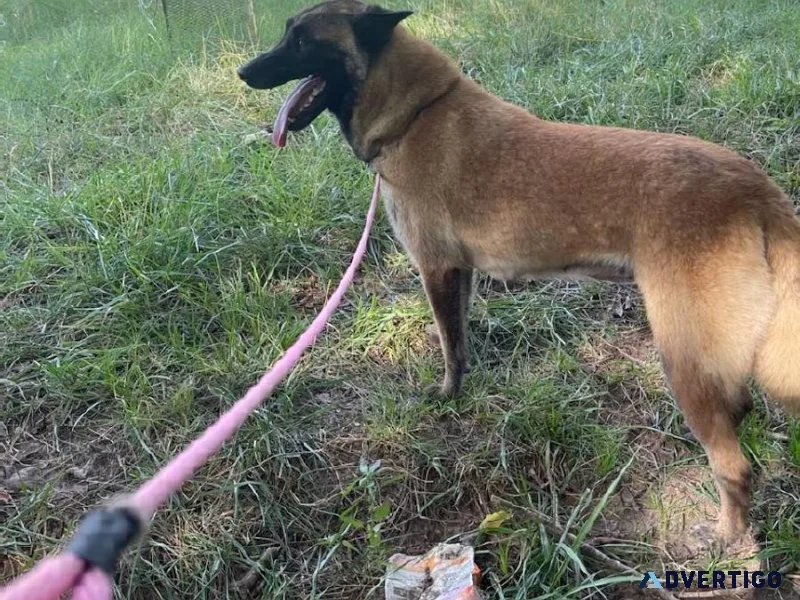 Belgian malinois female