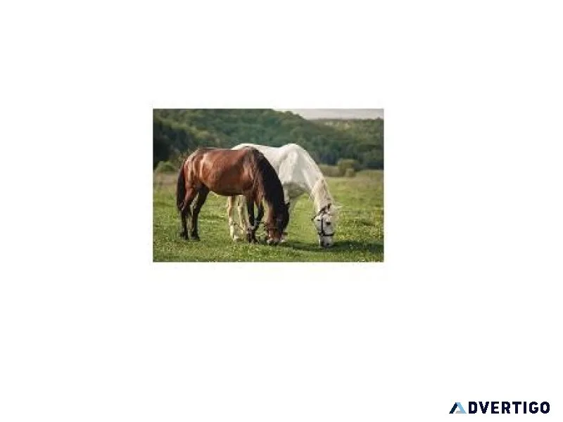equine cremation services