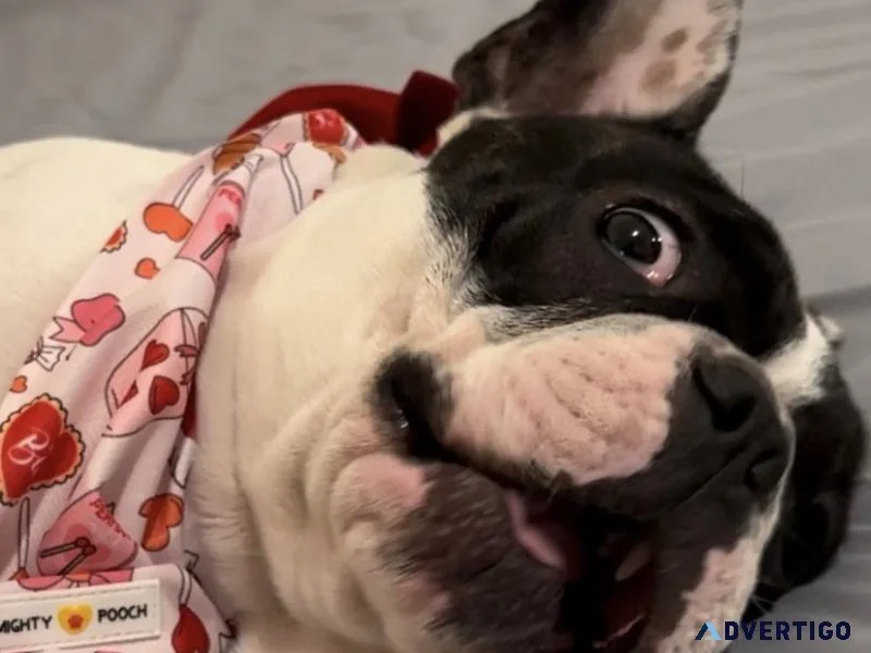 i want to give out My French Bulldog