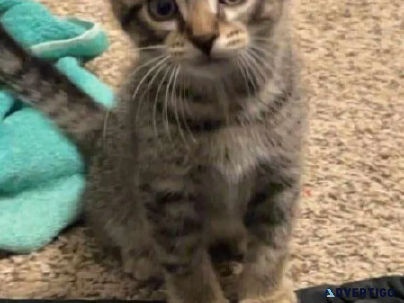 Kittens