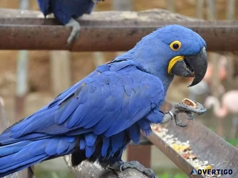 Gorgeous Hyacinth Macaw Parrots
