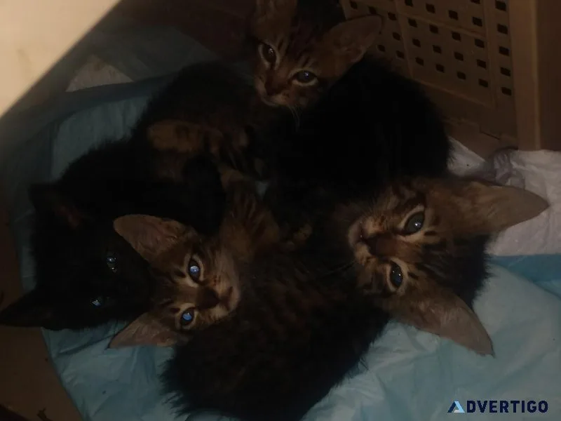 Basket tabbies need a home