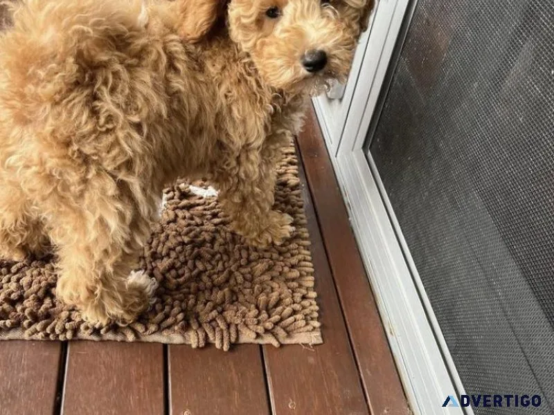 Poodle puppy for adoption