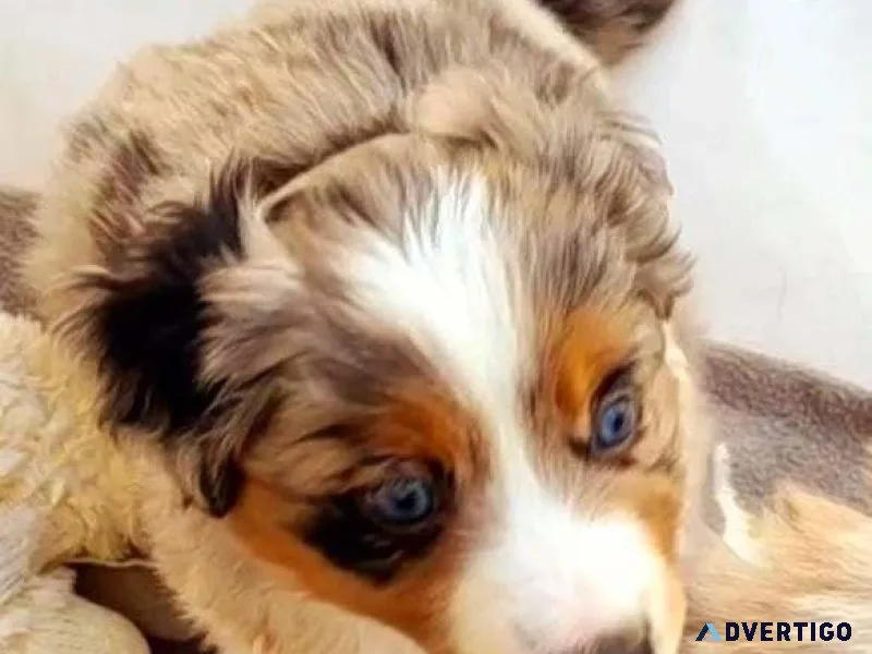 Mini Aussie pups  prices negotiable