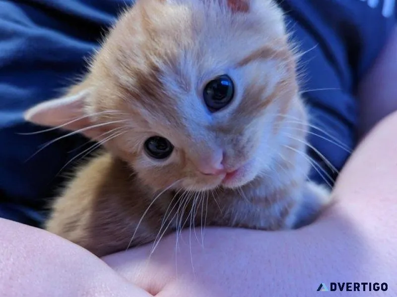 Beautiful Kittens For Sale