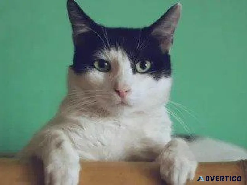 Taking Your Cat To The Vet - Vet Clinic in Omaha NE
