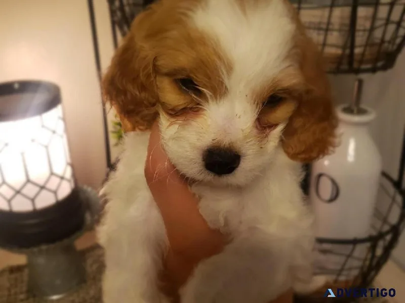 F2 cockapoo minis