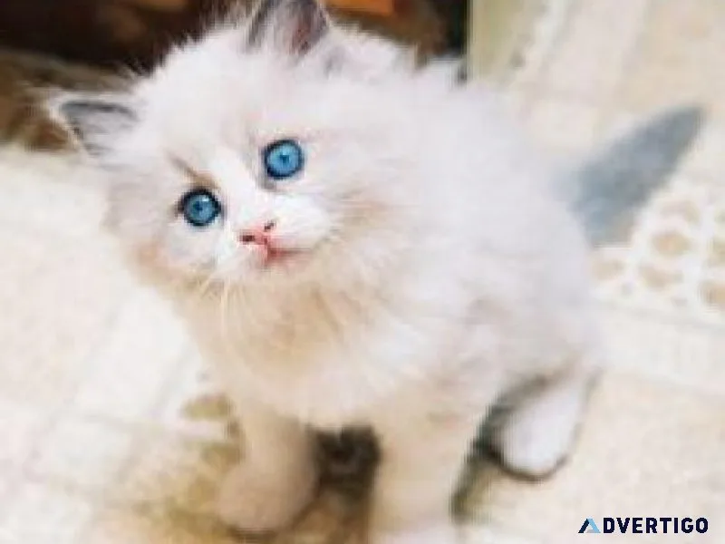 Cute Ragdoll Kittens Available For Rehoming