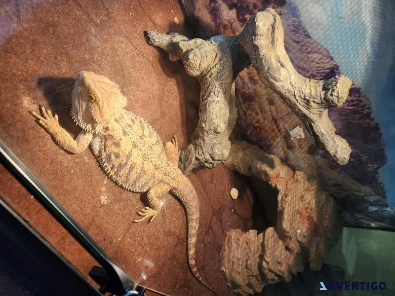 Bearded Dragon