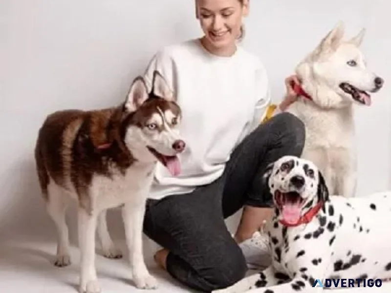 Are You Looking For Dog Boarding Toronto Who Love Pets