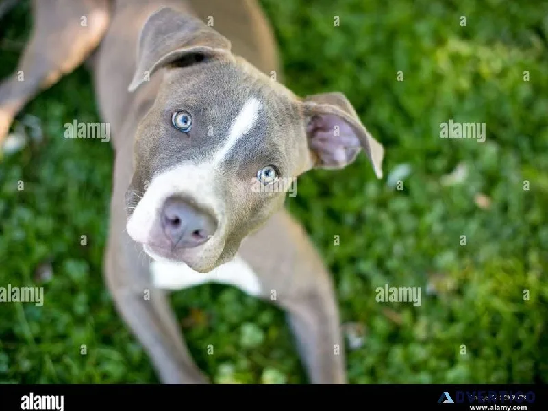 BlueWhite Male BRIGHT HAZEL EYES slender
