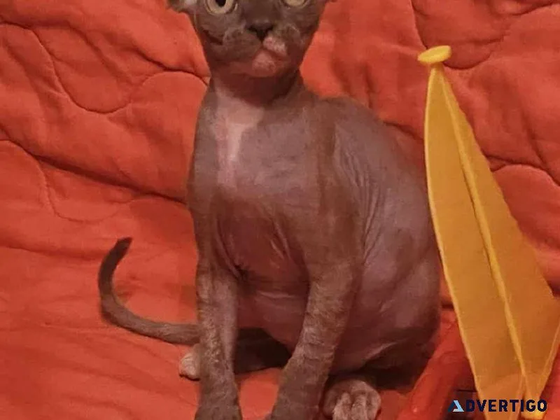 Devon rex kitten