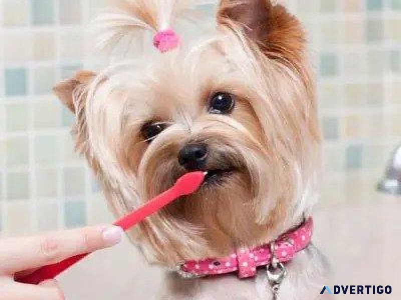 If Pets Had Thumbs Day - Pet Clinic in Eau Claire WI