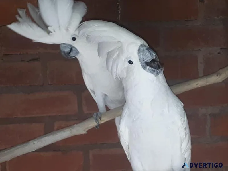 Talking Cockatoos for sale with cage