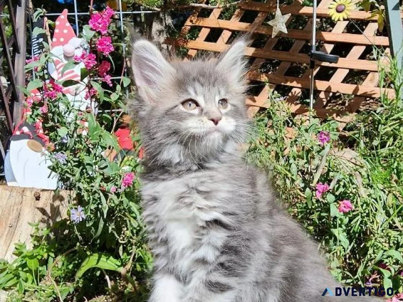 Maine Coon Kittens