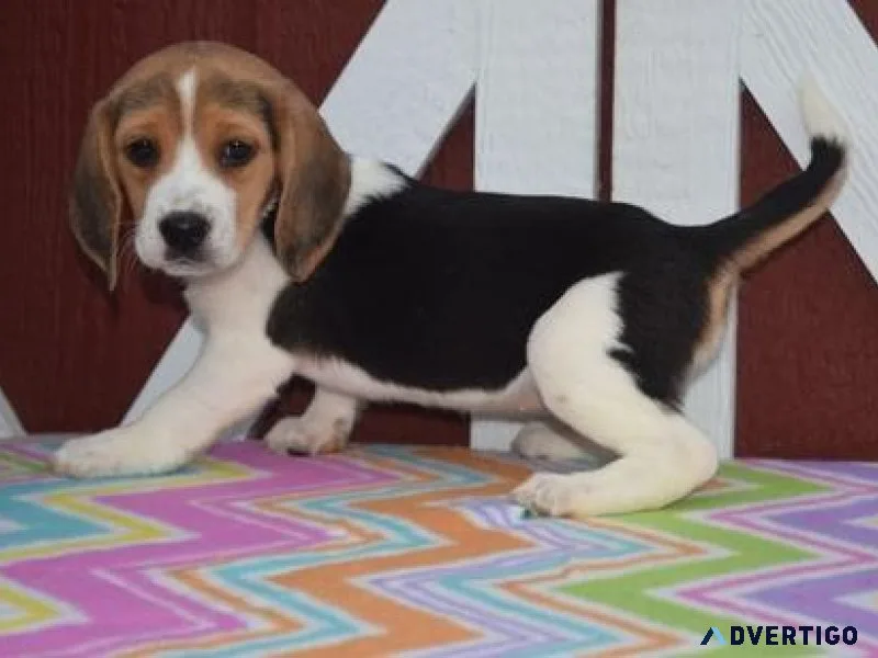 Well Socialized Beagle puppies ready now