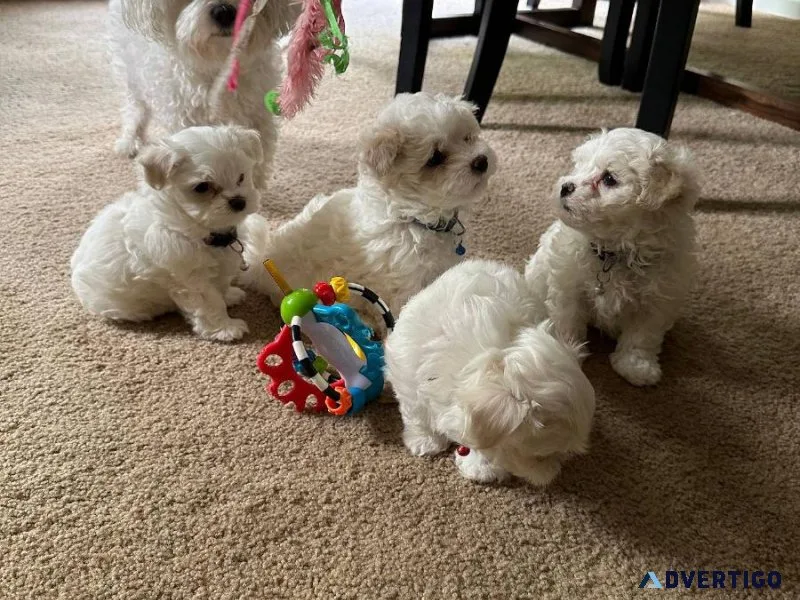 Available Maltese pups