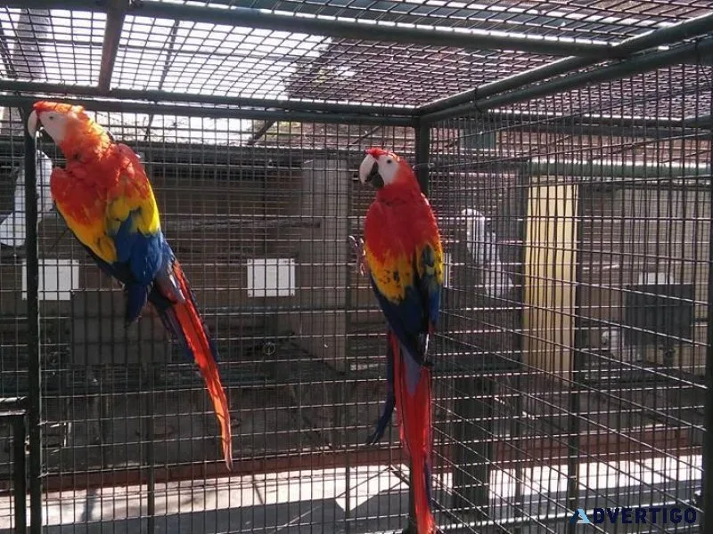 Most Adorable Scarlet Macaws for lovely homes
