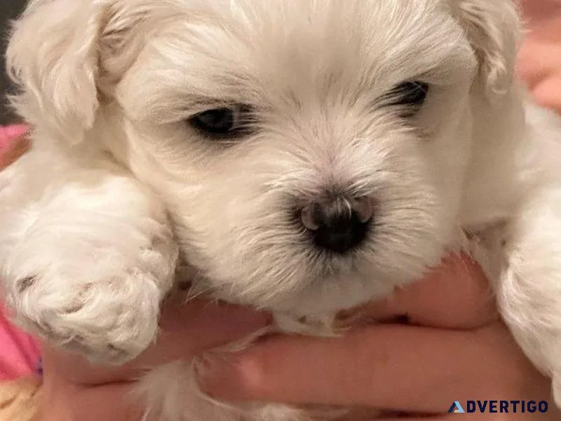 MALE AND FEMALE MALTESE PUPPIES