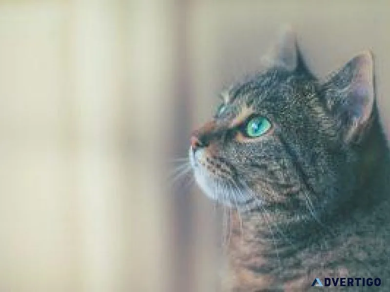 5 Simple Ways To Keep Your Cat Safe - Vet in York PA
