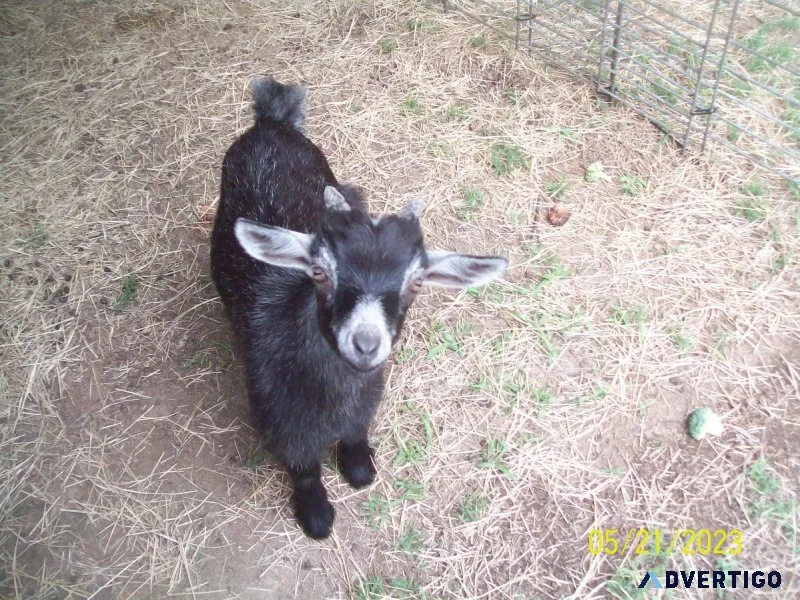 8 Week Old Male Pygmy Goat