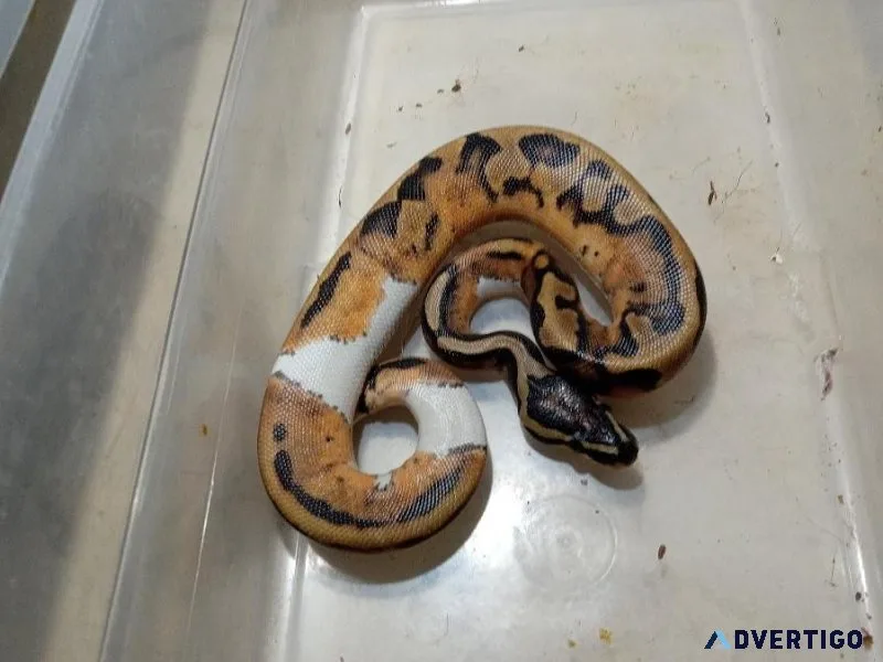 Ball Python Morphs