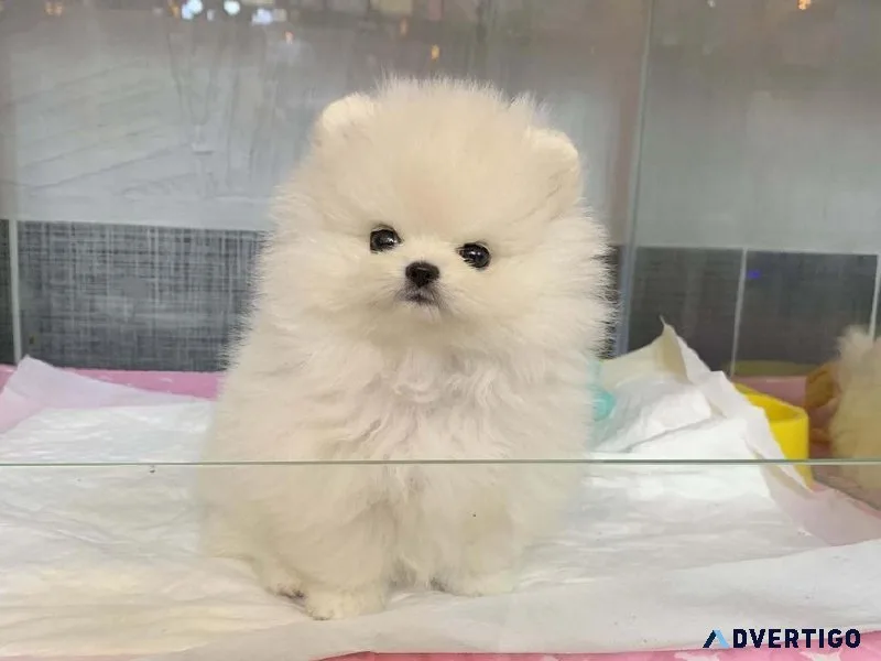 Pomeranian Female Puppy - Available now