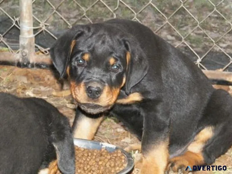 loyal expert German rottweiler puppies for Sale
