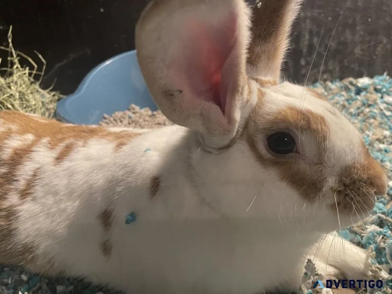 Rabbit dude needs a good home immediately