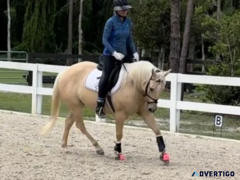 Beautiful Palomino Quarter Pony Mare