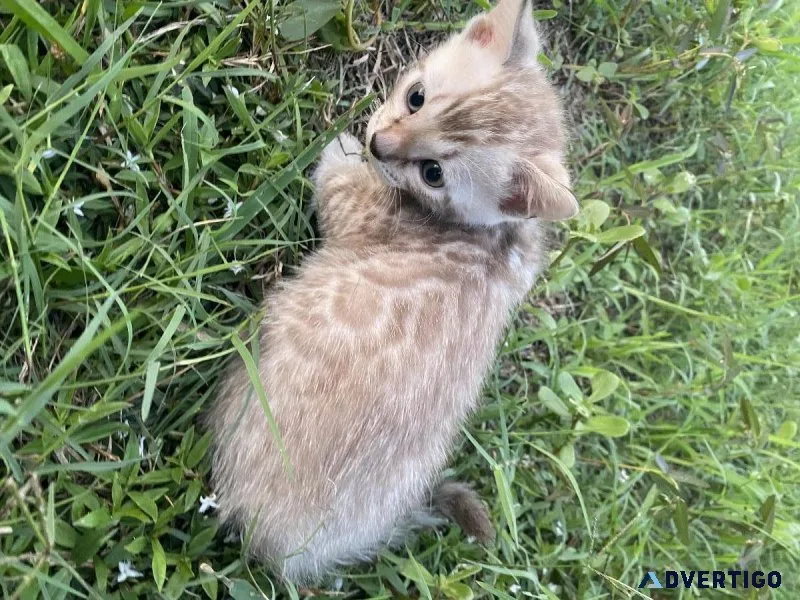 TICA Reg. Bengal Kittens