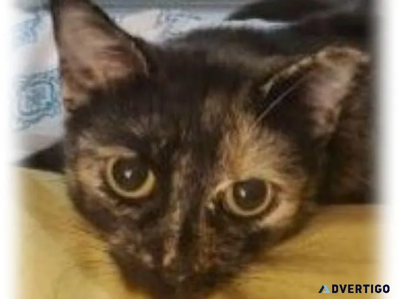 Female Tortoiseshell Tabby