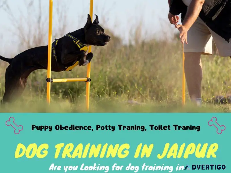 Dog Trainer in Jaipur
