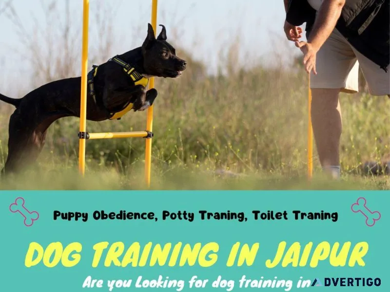 Dog Trainer in Jaipur