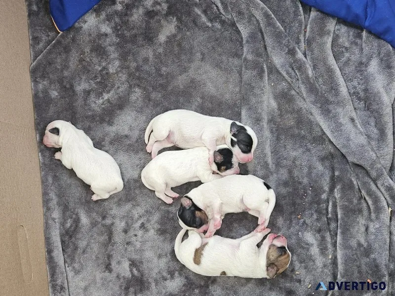 5 Jackapoo Puppies