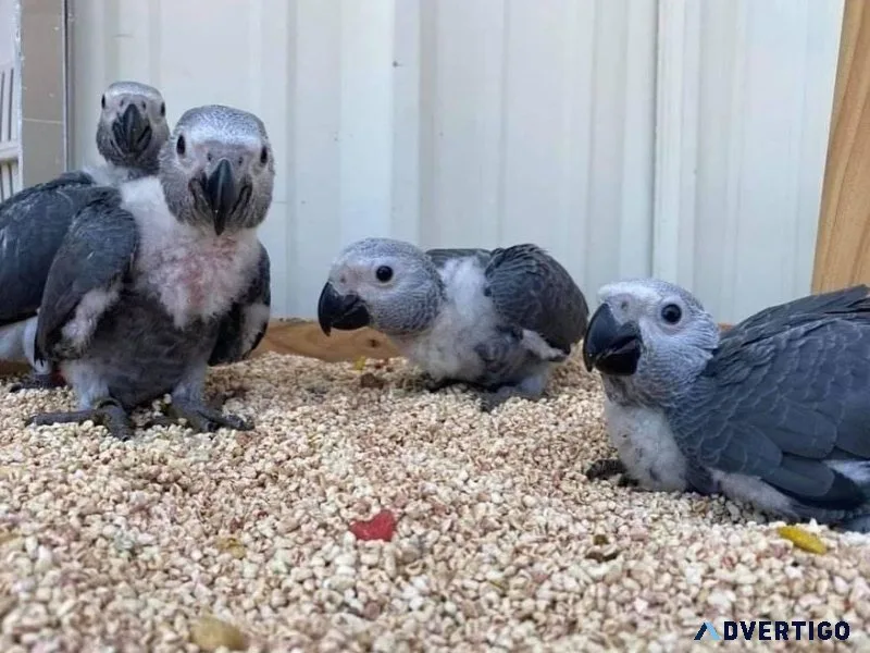 Super Friendly Congo African grey babies for sale
