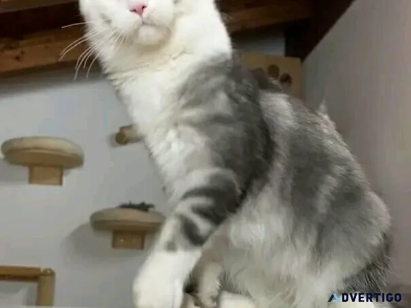 Maine coon kittens wwhite