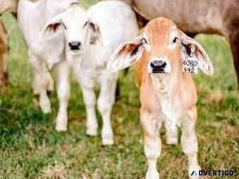 cow 7 cow pair  avaiable