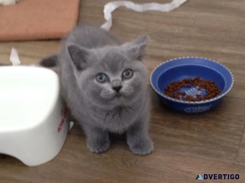 Beautiful Pedigree Blue British Shorthair Kittens