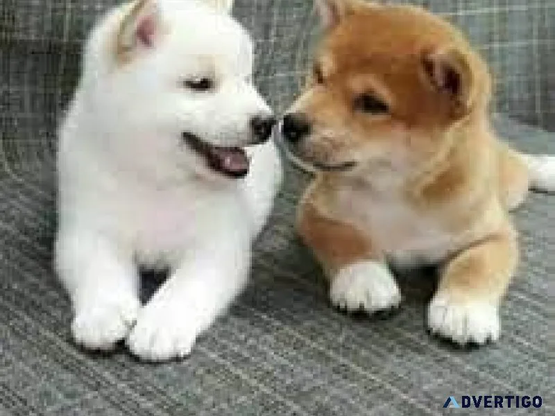 Fkslq Wonderful Shiba Inu Puppies ready now...
