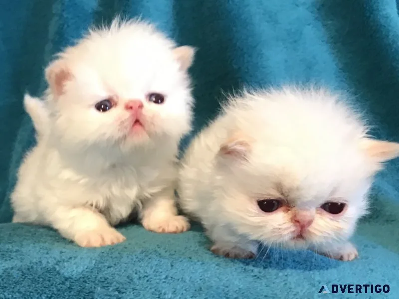 Himalayan Kittens of European Roots