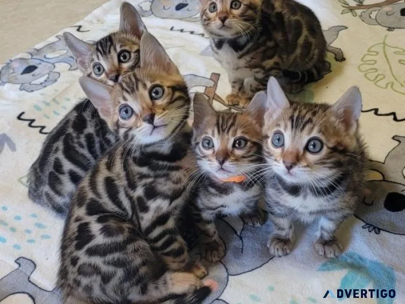 Registered Pure Bengal kittens.