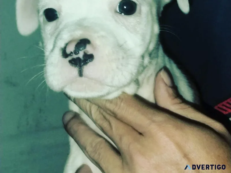 PITBULL PUPPIES MALE AND FEMALE