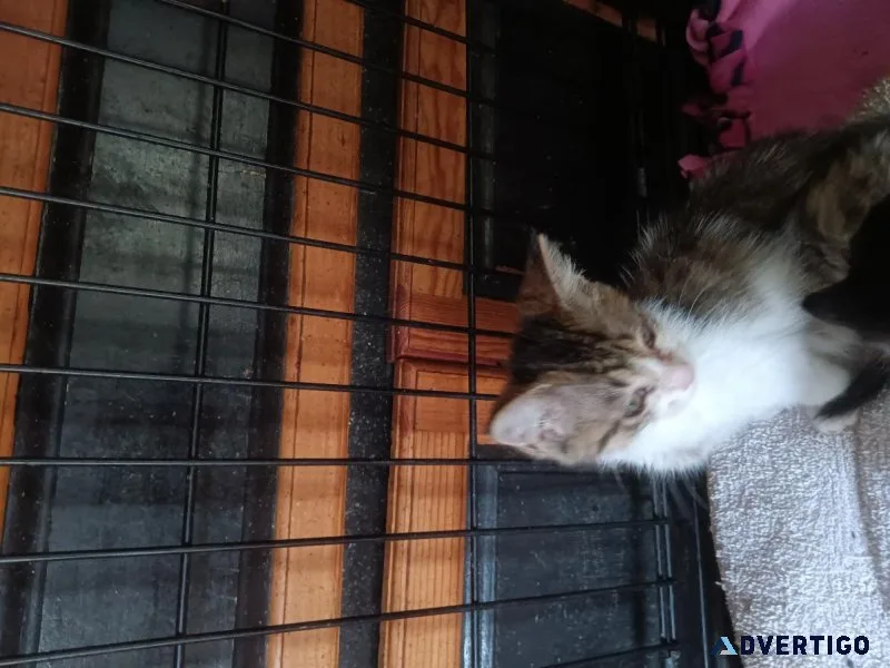 8 week old kittens