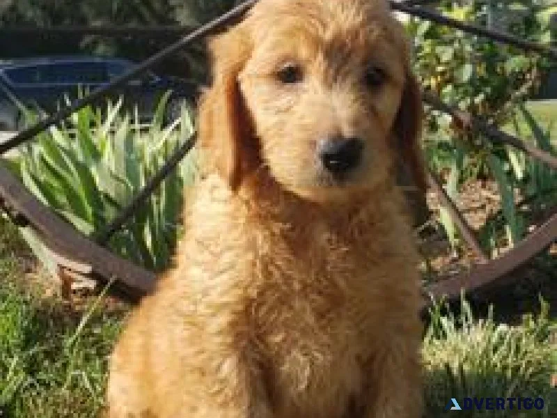 Goldendoodle Puppies for sale