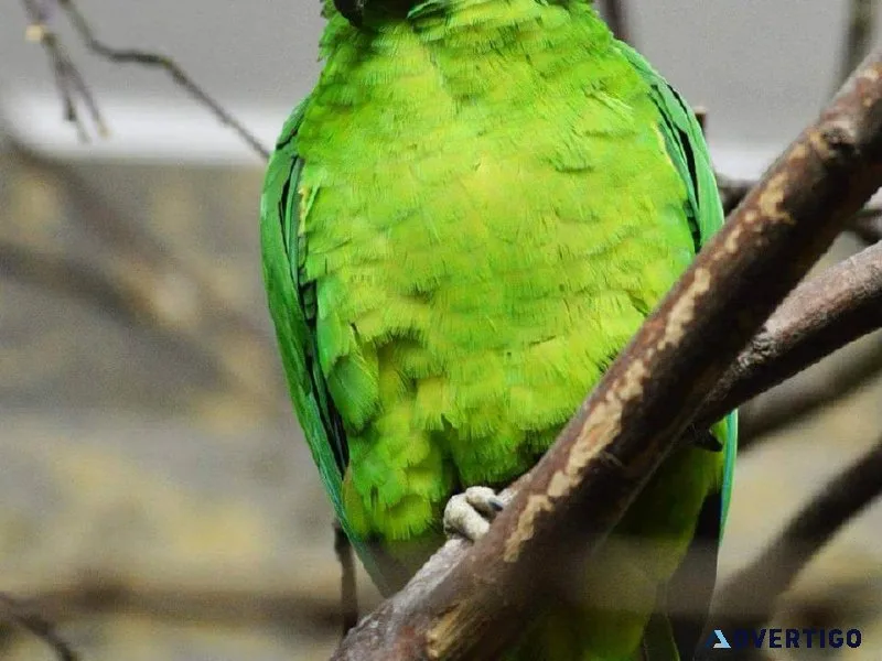 Black-billed Amazon Parrot