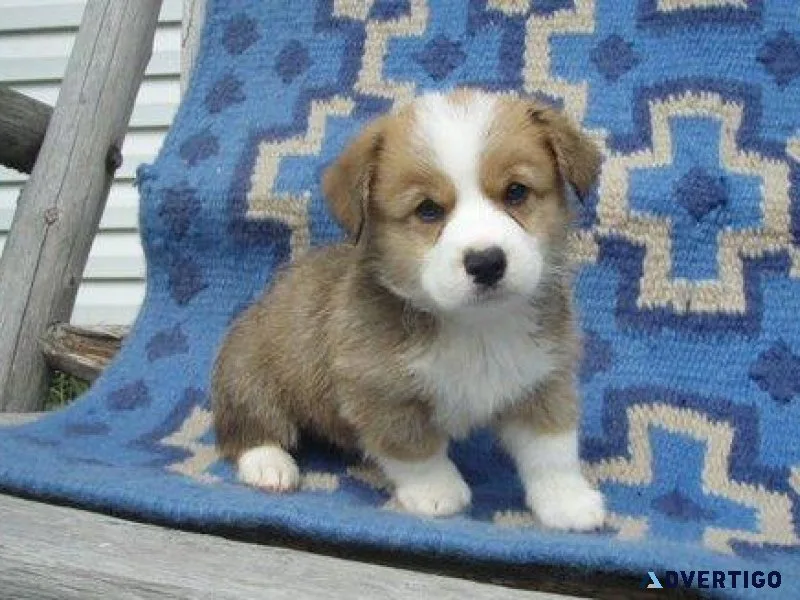 byry Pembroke Welsh Corgi puppies