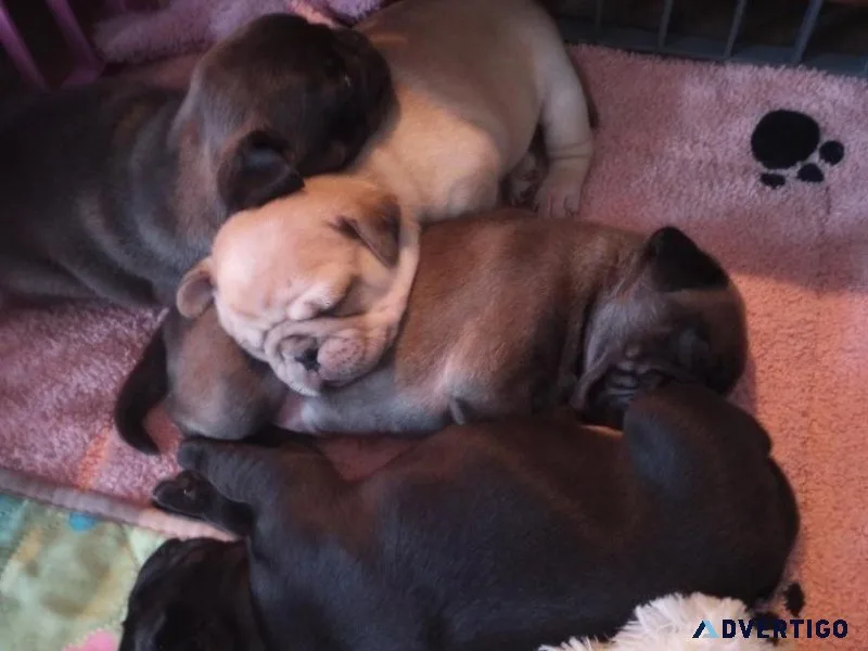 Pug Puppies