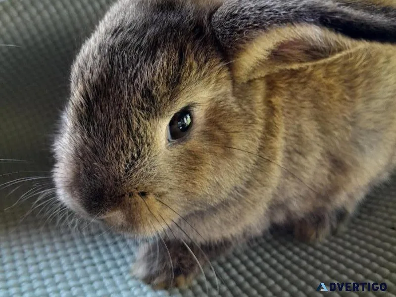 9 week old bunny