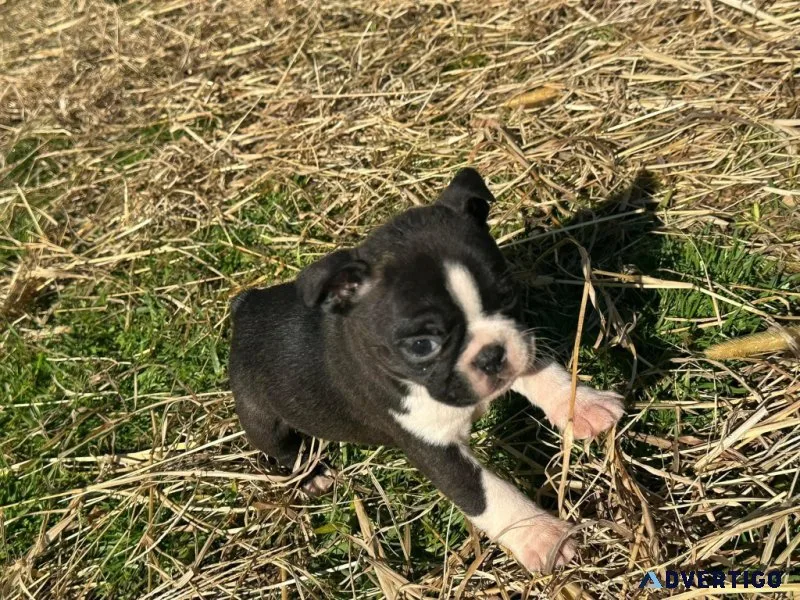 Great Boston terrier puppies ready